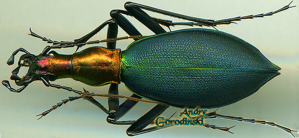 http://www.gorodinski.ru/carabus/Damaster viridipennis.jpg